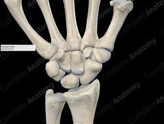 Image result for hamate bone x-ray