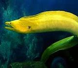 Image result for A Moray Eel