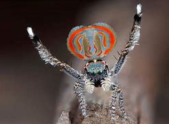 Image result for Maratus Fletcheri