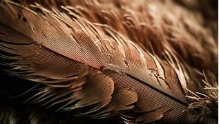 Image result for Brown Feather