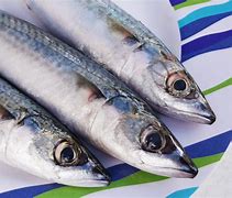 Image result for Florida Mackerel