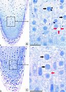 Image result for Allium Root Tip Labeled