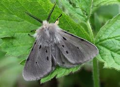 Image result for Moth HD