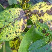 Image result for Rose Tree Diseases