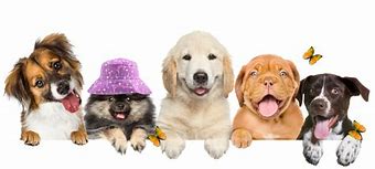 Image result for Mawoo Pets