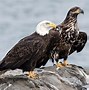 Image result for Eagle Perspective