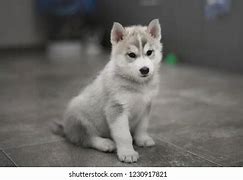 Image result for Grey Husky Puppies