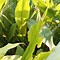 Image result for Leaf Spot in Turmeric Plant