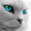 Image result for Most Beautiful Cat Eyes