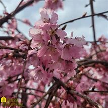 Image result for Prunus Pink Cascade Weeping