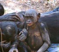 Image result for Bonobo