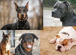 Image result for Tipos De Perros