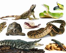 Image result for 3 Reptiles