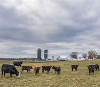 Image result for Cows On the Farm