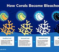 Image result for Coral Bleaching