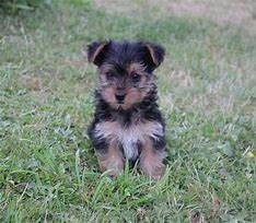 Image result for Poodle Terrier