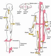 Image result for Anatomical Position Blank Diagram