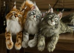 Image result for Maine Coon Cat Plush