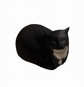 Image result for Max Cat Roblox