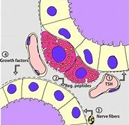 Image result for Parafollicular Cells Histology