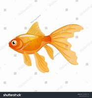 Image result for Goldfish Stock Image