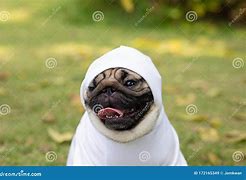 Image result for Pug Teeth Smile