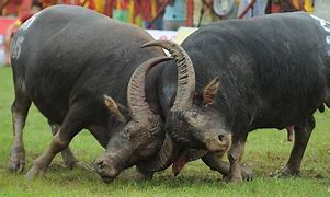 Image result for Buffalo Bison Fighting