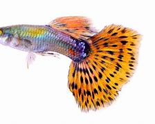 Image result for Pet Guppies