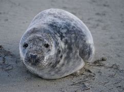 Image result for Maine Grey Seal