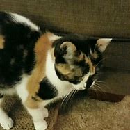 Image result for Calico Cat Emoji