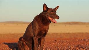 Image result for Koko Red Dog