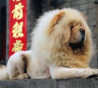 Image result for Chinese Fighter Dog