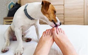 Image result for Dog Eating Foot