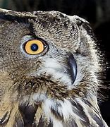 Image result for Wise Owl