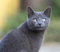 Image result for Russian Blue Rat