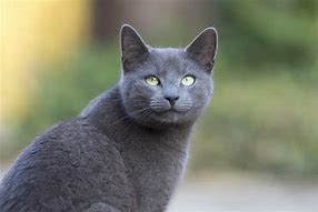 Image result for Russian Blue Lightning Blaze Variegated Rat