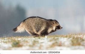 Image result for Tanuki Side View