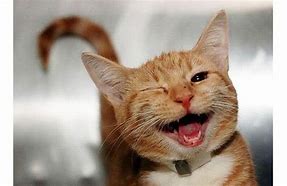 Image result for Cute Cat Smiling