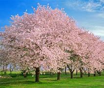 Image result for What IA Cherry Blossom Flower