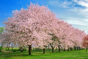 Image result for Cherry Blossom Characteristics