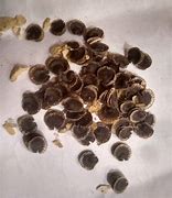 Image result for Flowers Seeds