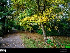 Image result for Tree in Footpath UK Raised