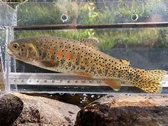 Image result for Fly Fishing Cutthroat Trout