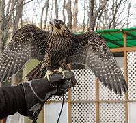 Image result for Birds of Prey Talons