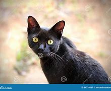 Image result for Hazel Cat Eyes