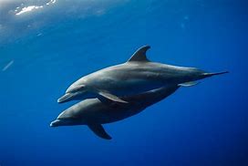 Image result for Needle Nose Dolphin