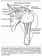 Image result for Bursa Subacromialis