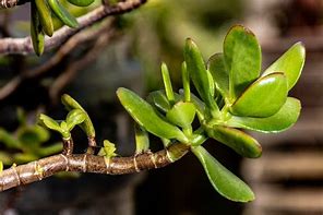 Image result for Jade Plant Roots