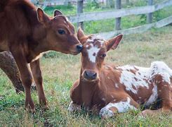 Image result for Baby Bell Cow