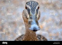 Image result for Cam Duck Camera